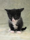 Tuxie