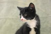 Tuxie