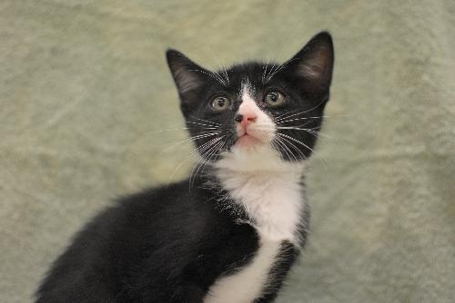 Tuxie