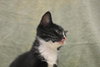 Tuxie