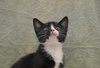 Tuxie