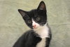 Tuxie