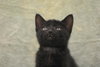 Smokie