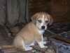 Jethro