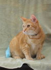 Jasper