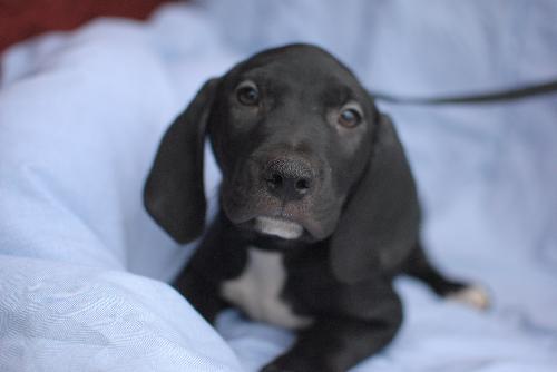 Bentley