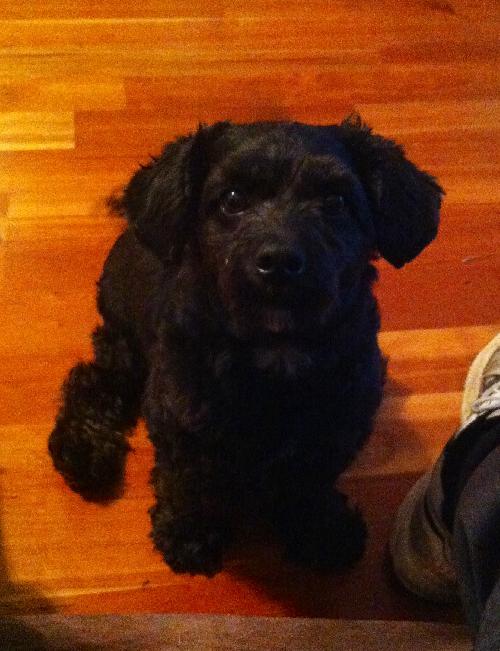 Cooper