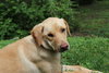 Jed