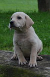 Ajax
