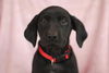 Auggie