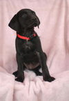 Auggie