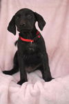 Auggie