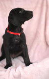 Auggie