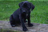 Alfie