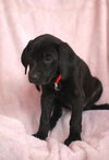 Alfie