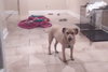 Opie