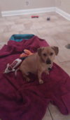 Opie