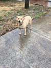 Opie