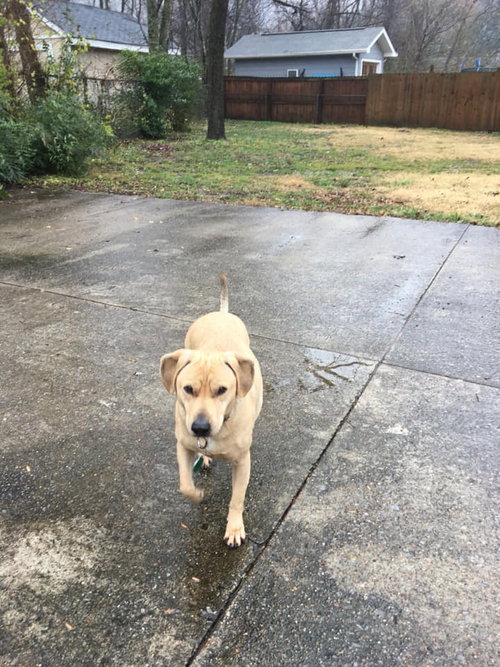 Opie