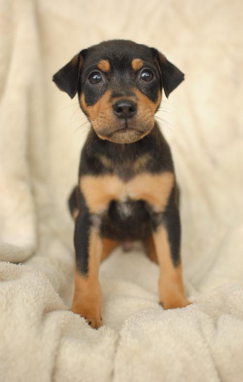 Roscoe