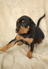 Roscoe