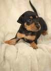Roscoe