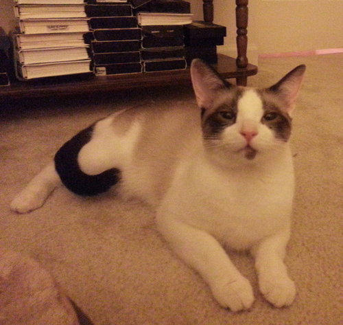 Peanut