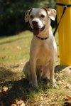 Jake