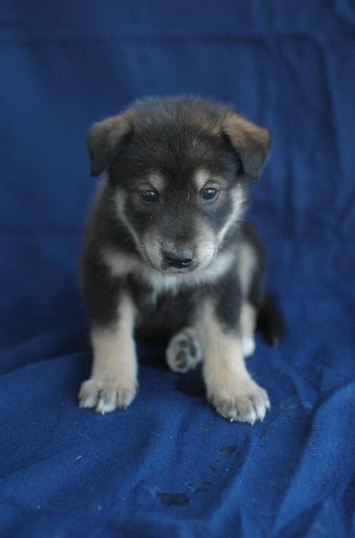 Tundra