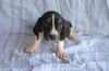 Beauregard