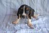 Beauregard