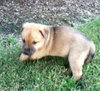 Buster