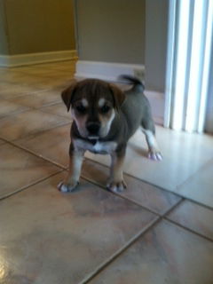 Tanner