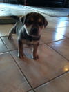Tanner