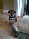 Tanner