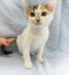 Callie Cat
