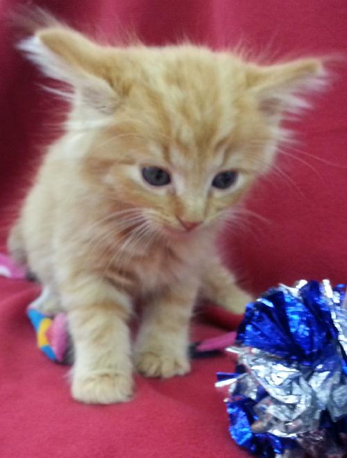 Rocky cat