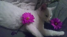 Smudge