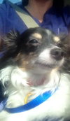 Roxie