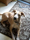 Wishbone