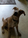 Wishbone