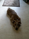 Wishbone