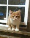 Paw-Lee