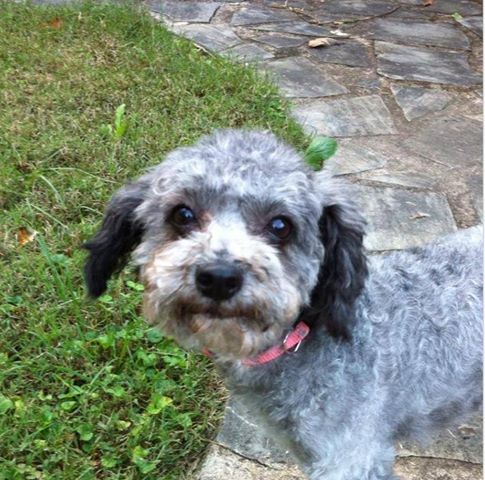 Poppy