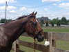 Chase