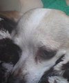 Maggie Moo