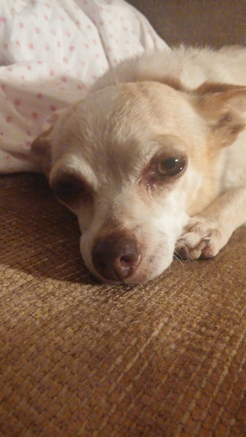 Maggie Moo