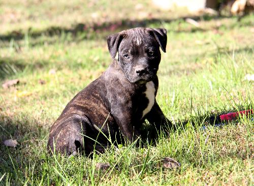 Bruno