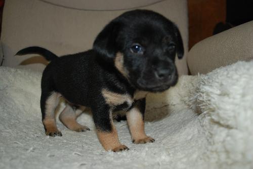 Murdock