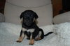 Murdock